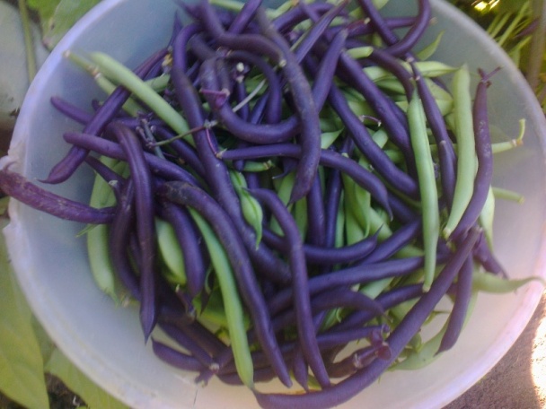 Zaváraná fazuľka s kôprom na zimu /fotorecept/ - obrázok 3