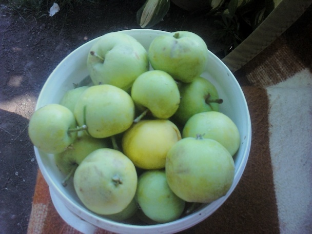 Dvojfarebné jablkovo-ríbezlové kompoty /fotorecept/ - obrázok 1