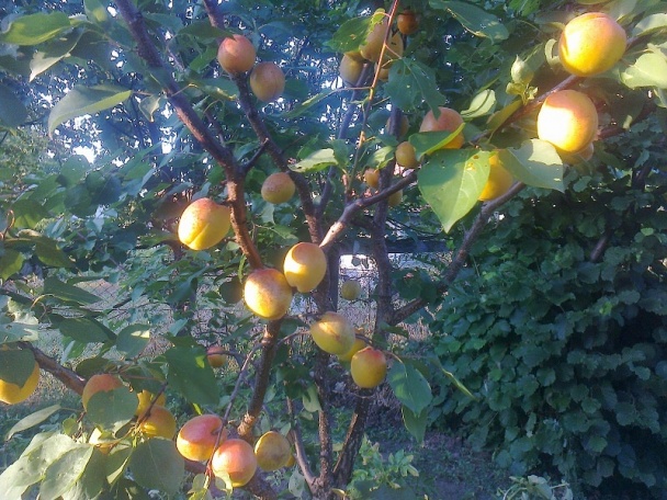 Marhuľový džem s vanilkou.. - obrázok 1