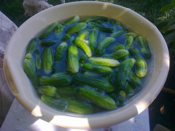 Zavárané uhorky ako ich robí Izka (fotorecept) - obrázok 2