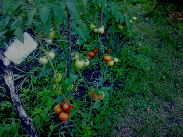 Paradajkový pretlak na zimu /fotorecept/ - obrázok 1