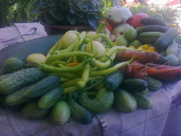 Cukinová čalamáda, alebo čo mi dnes záhrada dala /fotorecept/ - obrázok 1