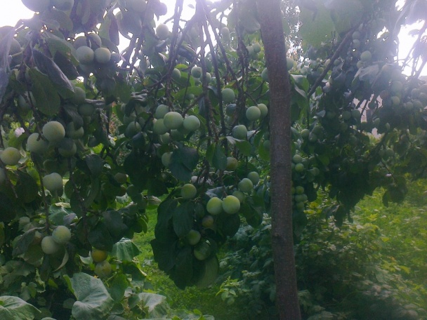 Ringlótový kompót dvojako (fotorecept) - obrázok 1