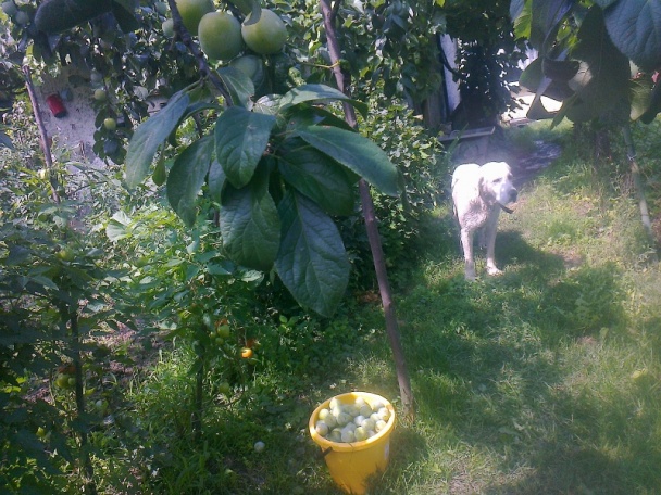 Ringlótový kompót dvojako (fotorecept) - obrázok 2