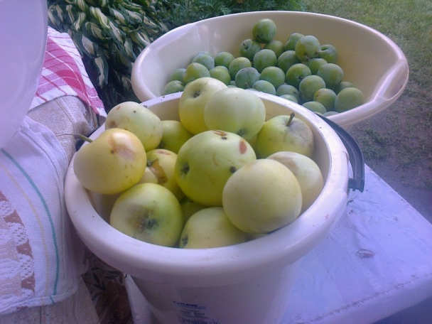 Ringlótový kompót dvojako (fotorecept) - obrázok 4