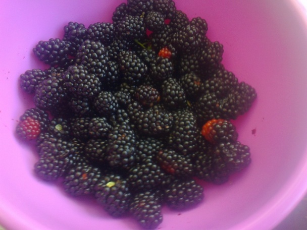 Ringlótový kompót dvojako (fotorecept) - obrázok 5