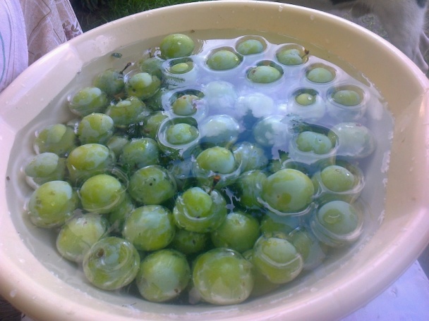 Ringlótový kompót dvojako (fotorecept) - obrázok 6