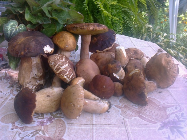 Pražené dubáčiky na cibuľke s ryžou (fotorecept) - obrázok 1