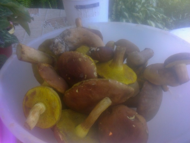 Čalamáda čo mi záhrada dala aj les ponúkol (fotorecept) - obrázok 4