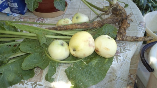 Chrenovo-jablčková pochúťka k mäsu /fotorecept/ - obrázok 1