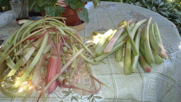 Ringlotovo-rebarborový džem (fotorecept) - obrázok 3