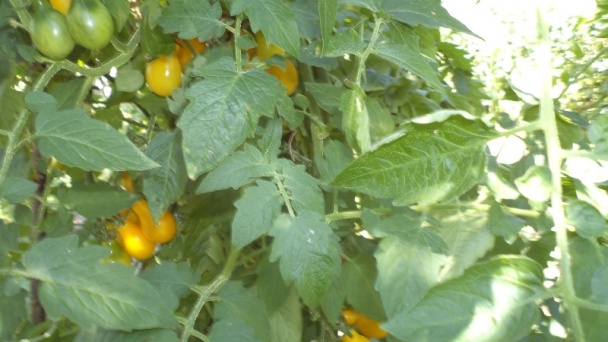 Žltý paradajkový pretlak na zimu (fotorecept) - obrázok 1