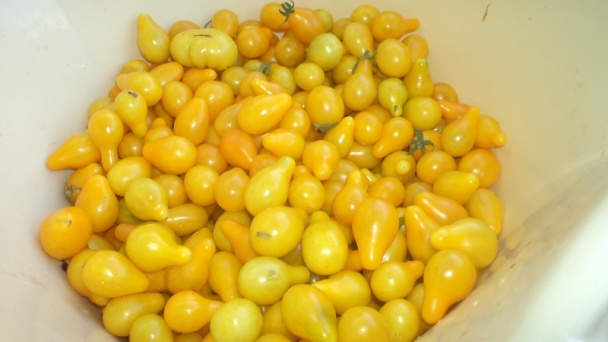 Žltý paradajkový pretlak na zimu (fotorecept) - obrázok 2