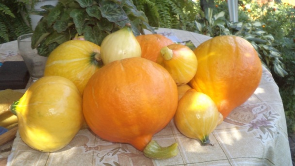 Hokkaido pikantne /fotorecept/ - obrázok 1