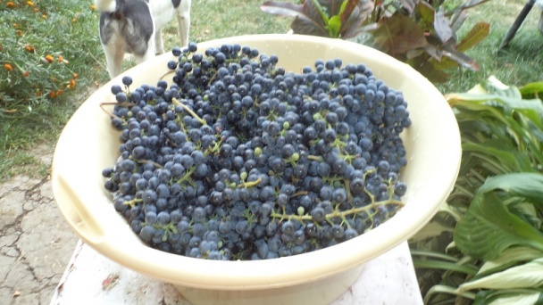 Hroznový lekvár s klinčekmi a škoricou (fotorecept) - obrázok 1