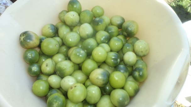 Zavárané zelené paradajky s paprikou a cibuľkou (fotorecept) - obrázok 2