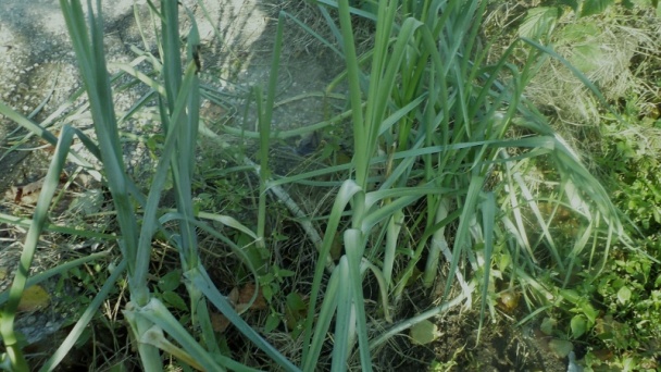 Pórovo-syrový koláč s levanduľou (fotorecept) - obrázok 1