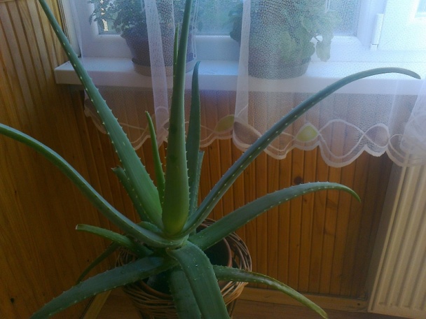 Jablkové kolieska v lístkovom ceste (fotorecept) - obrázok 13