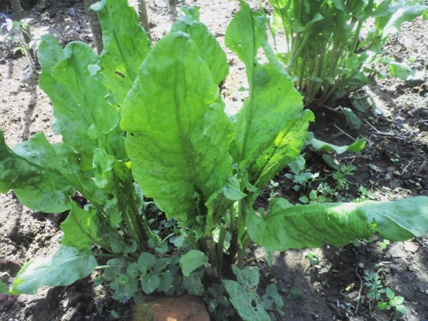 Šťaveľová omáčka s vajíčkom - obrázok 1