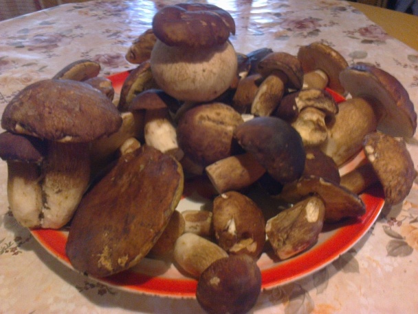 Čerstvé dubáčiky na cibuľke s ryžou (fotorecept) - obrázok 1