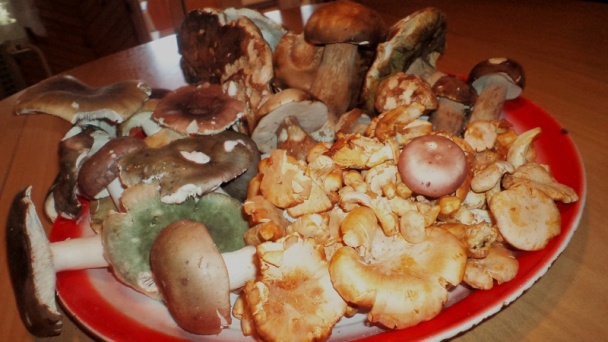 Bravčový plátok na čerstvých dubákoch  - obrázok 1