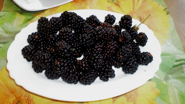 Pečená plnená podbrušinka (fotorecept) - obrázok 10