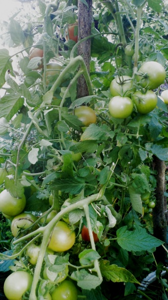 Paradajkový lekvár zo zelených plodov (fotorecept) - obrázok 1