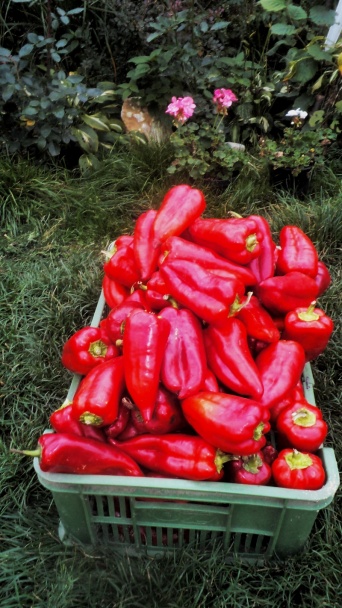 Výborná kápiová čalamáda (fotorecept) - obrázok 1