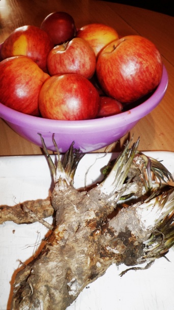 Zaváraná cvikla s jablkami a anízom a cvikla s chrenom a rascou (fotorecept) - obrázok 2