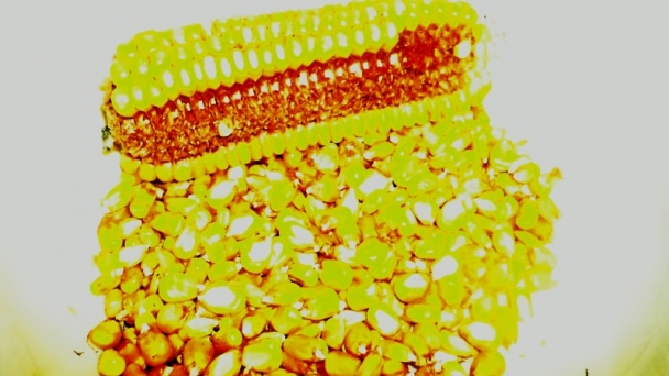 Varená kukurica s makom, citrónom a vanilkou (fotorecept) - obrázok 2