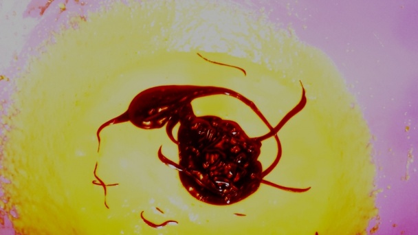 Sacherove rezy (fotorecept) - obrázok 2