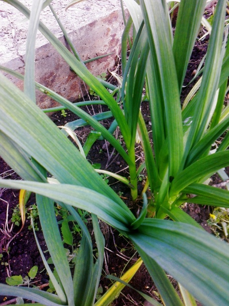 Hovädzí plátok na póre (fotorecept) - obrázok 8