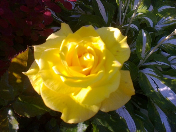 Ovocné tvarohové rezy (fotorecept) - obrázok 11