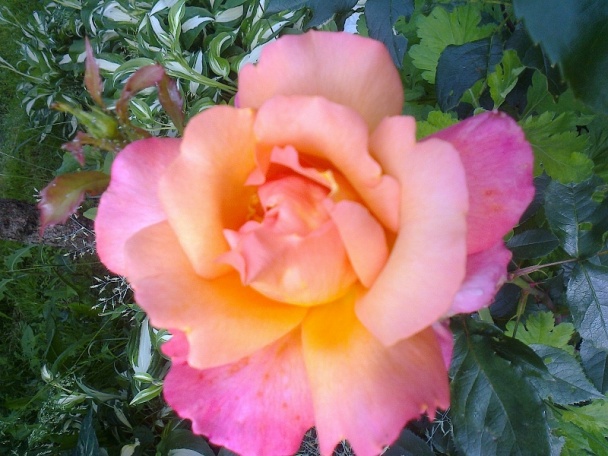 Báječná Angelika rezy (fotorecept) - obrázok 19