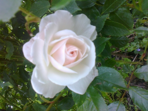 Rolky z mletého morčacieho mäsa so šalviou (fotorecept) - obrázok 11