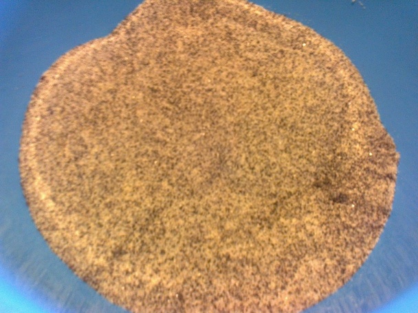 Hrnčeková krehká sypaná jablkovo-maková štrúdľa (fotorecept) - obrázok 6