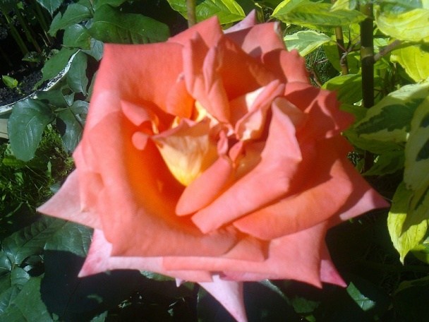 Rolovaná bravčová podbrušinka plnená domácou neúdenou klobáskou (fotorecept) - obrázok 9