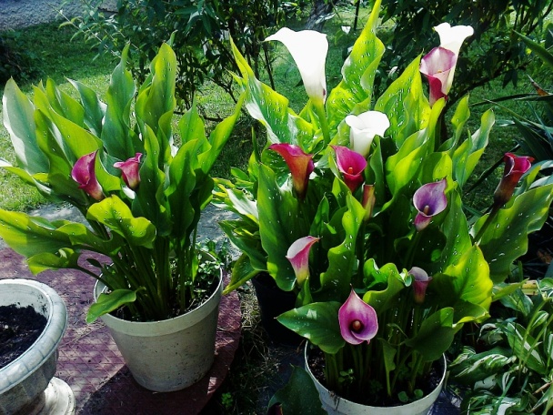 Vajíčkovo-jablkový šalát (fotorecept) - obrázok 12