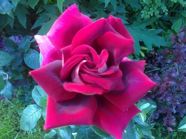 Černicové tvarohovo-šľahačkové tortičky (fotorecept) - obrázok 10