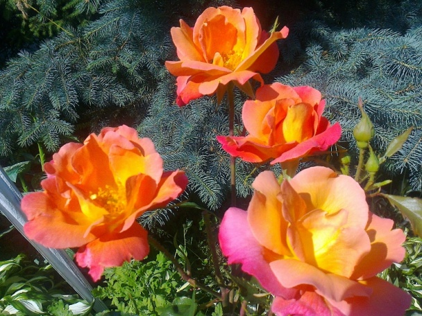 Furmanská kapsa (fotorecept) - obrázok 17