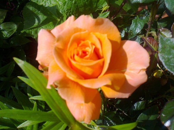 Patizóniky plnené jaternicou (fotorecept) - obrázok 8