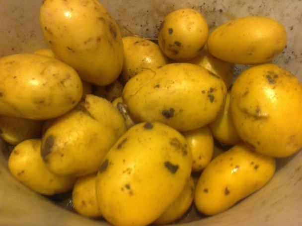 Pastiersky rebierkový perkelt (fotorecept) - obrázok 9