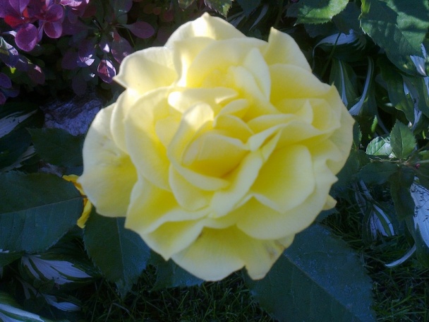 Pastiersky rebierkový perkelt (fotorecept) - obrázok 13