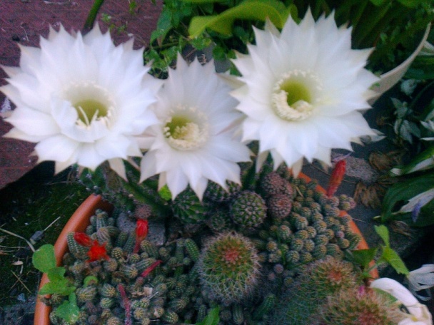 Bravčová pečeň na šalvii - obrázok 2