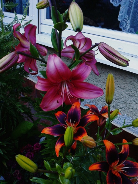 Bravčová pečeň na šalvii - obrázok 3