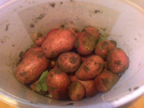 Falošná teľacia sviečková na hríboch (fotorecept) - obrázok 9