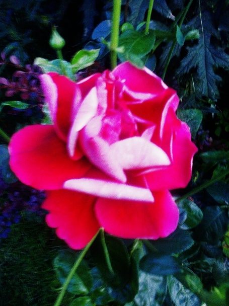 Falošná teľacia sviečková na hríboch (fotorecept) - obrázok 13