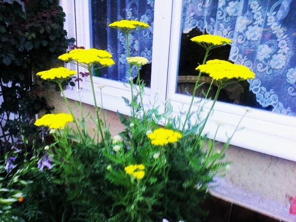 Plnený žltý melón (fotorecept) - obrázok 8