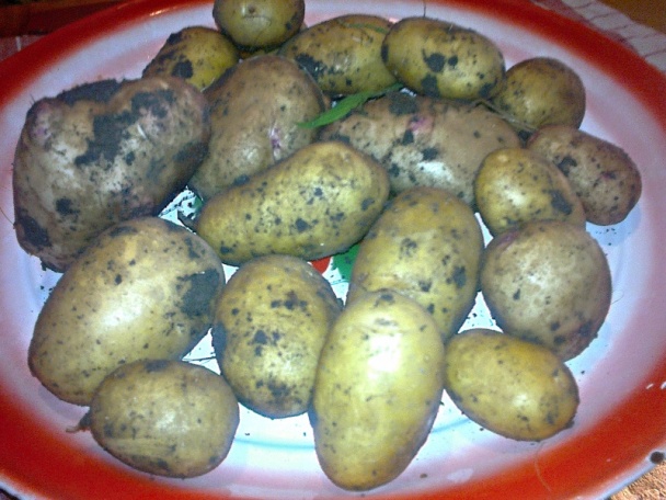 Domáce bravčové rebierko na dubáčencoch (fotorecept) - obrázok 7