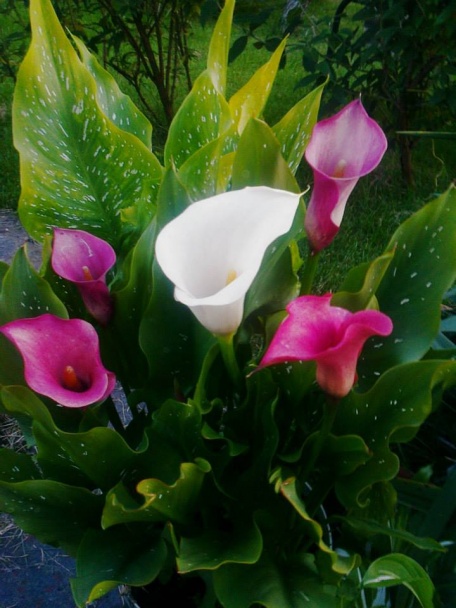 Vyprážané dubáčie klobúky so šalviou (fotorecept) - obrázok 7